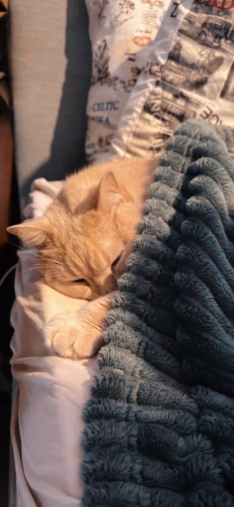Cozy cat taking a nap under a blanket.